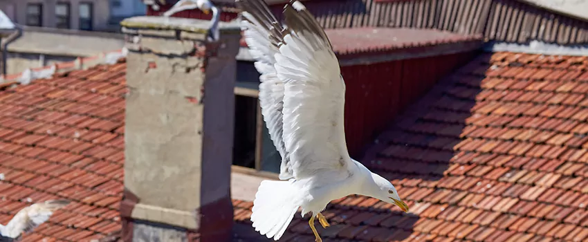 Residential Chimney Animal Removal Solution in Del City, OK